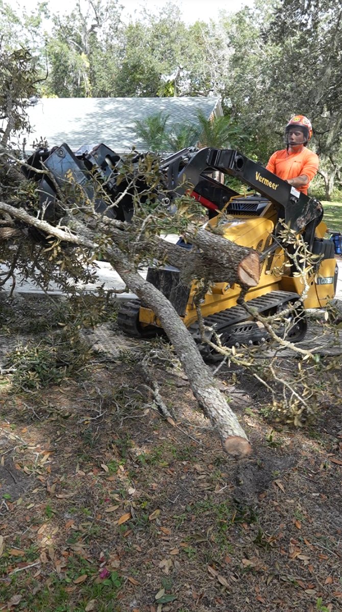 Southern Standard Tree Service tree removal work — Central Florida
