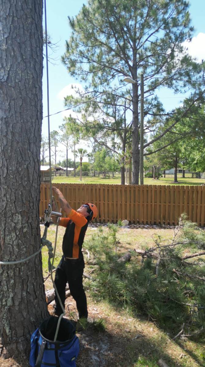 Elijah rigging tree work — Southern Standard crew
