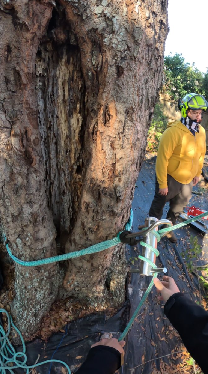 Belay system for safe tree climbing — Southern Standard Tree Service