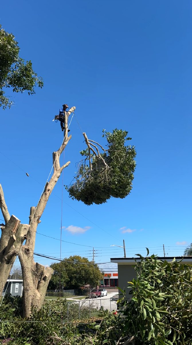 Large tree removal — Southern Standard Tree Service, Chuluota FL