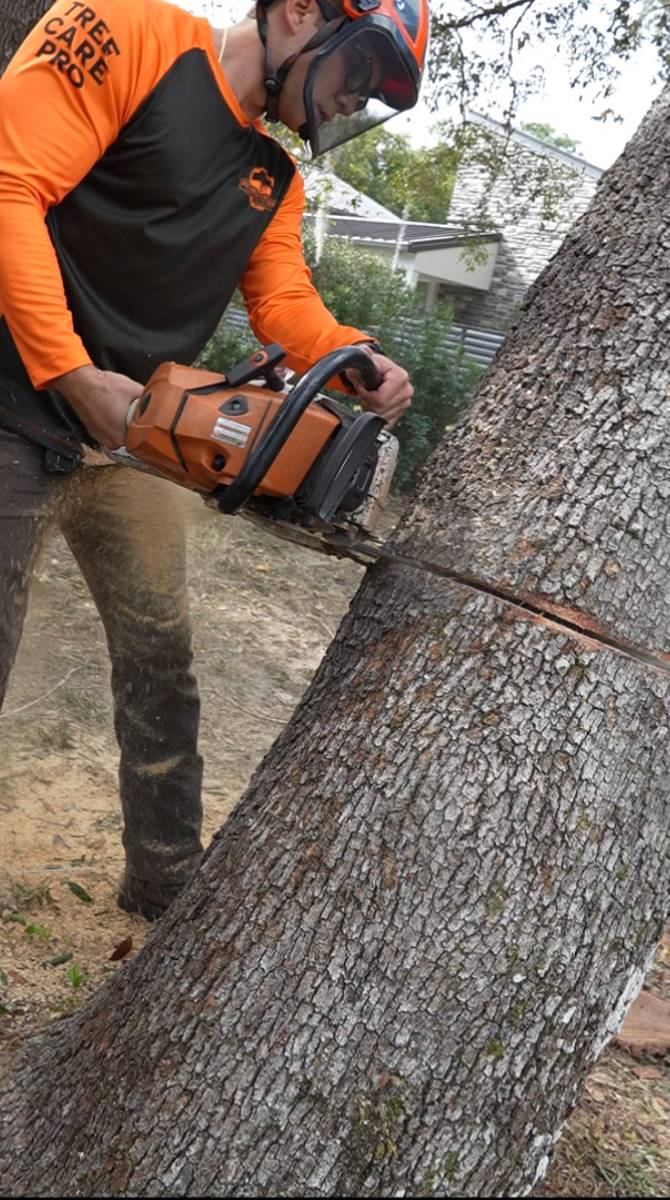 Oak tree removal — Southern Standard Tree Service, Central Florida