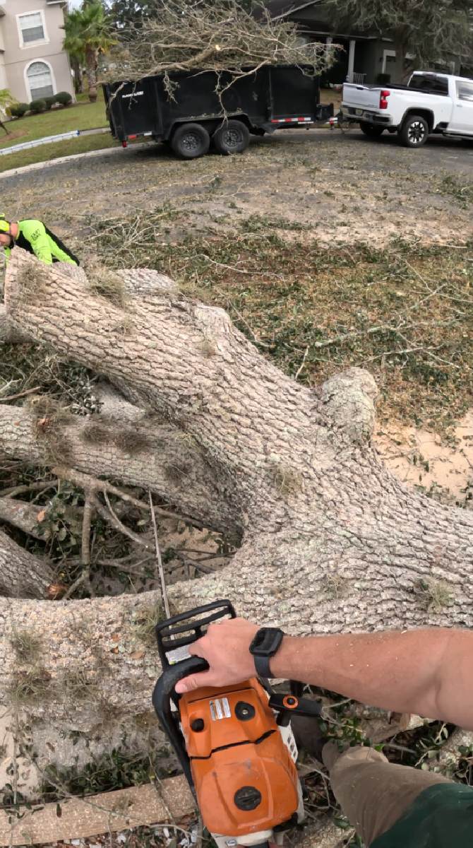 Oak tree removal — Southern Standard Tree Service, Central Florida