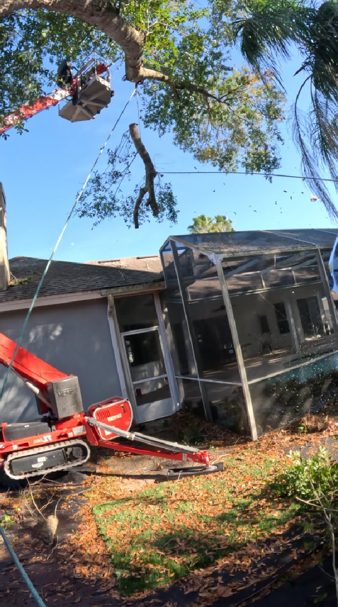Oak tree removal — Southern Standard Tree Service, Central Florida
