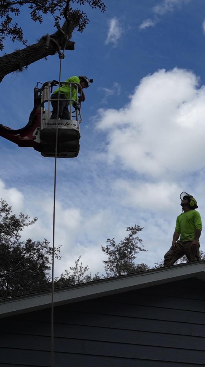 Oak tree trimming — Southern Standard Tree Service, Seminole & Orange County FL