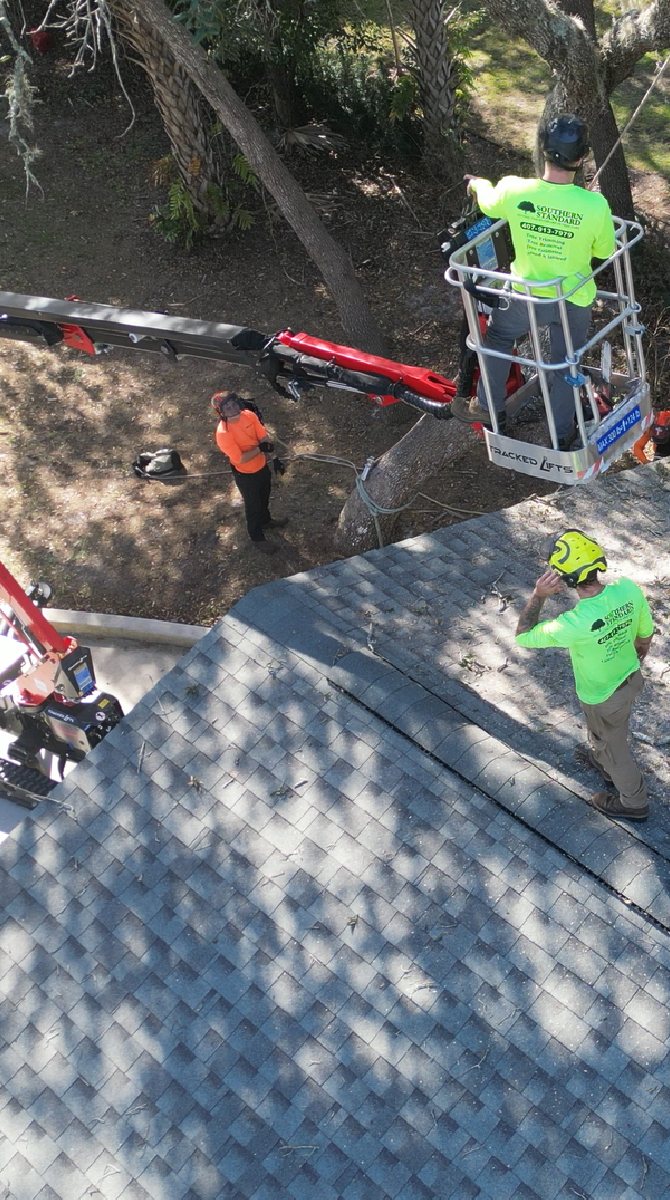 Oak tree trimming — Southern Standard Tree Service, Seminole & Orange County FL