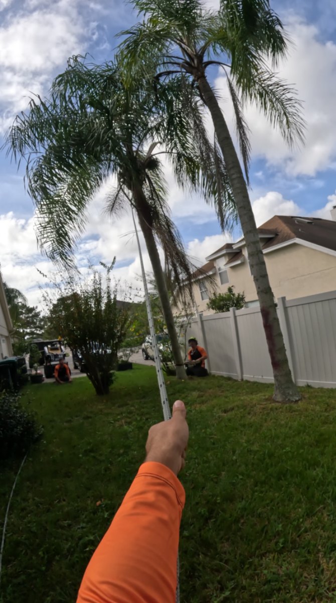 Palm tree removal — Southern Standard Tree Service, Central Florida