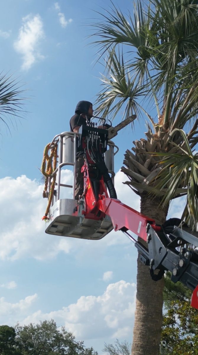 Palm tree trimming — Southern Standard Tree Service, Central Florida