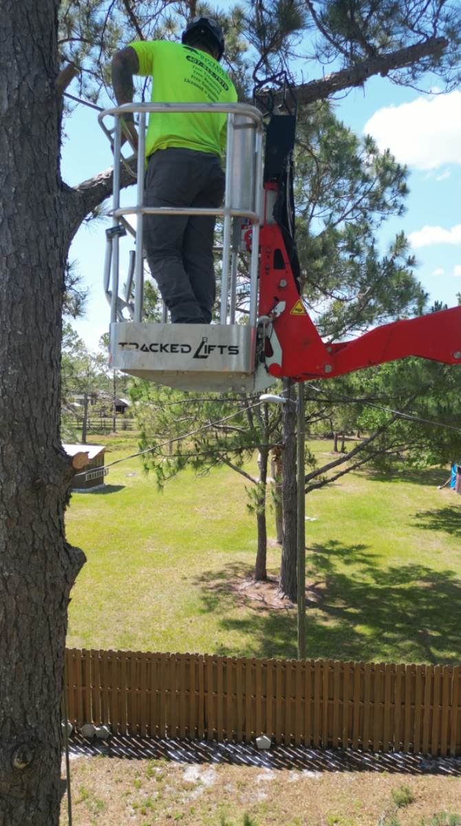 Pine tree removal — Southern Standard Tree Service, Central Florida