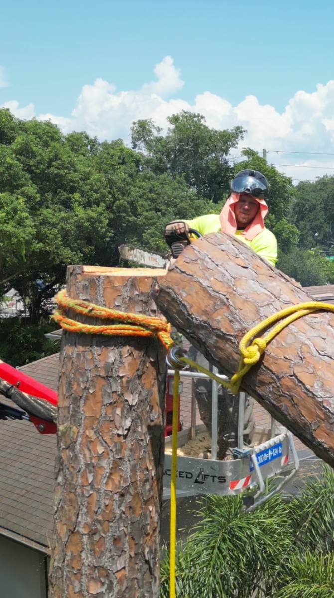 Pine tree removal — Southern Standard Tree Service, Central Florida