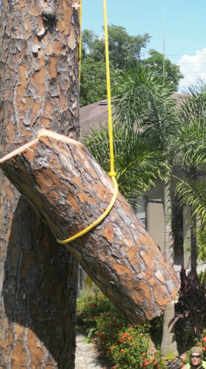 Pine tree removal — Southern Standard Tree Service, Central Florida