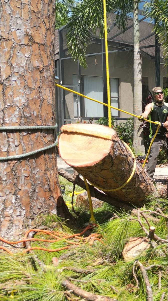 Pine tree removal — Southern Standard Tree Service, Central Florida