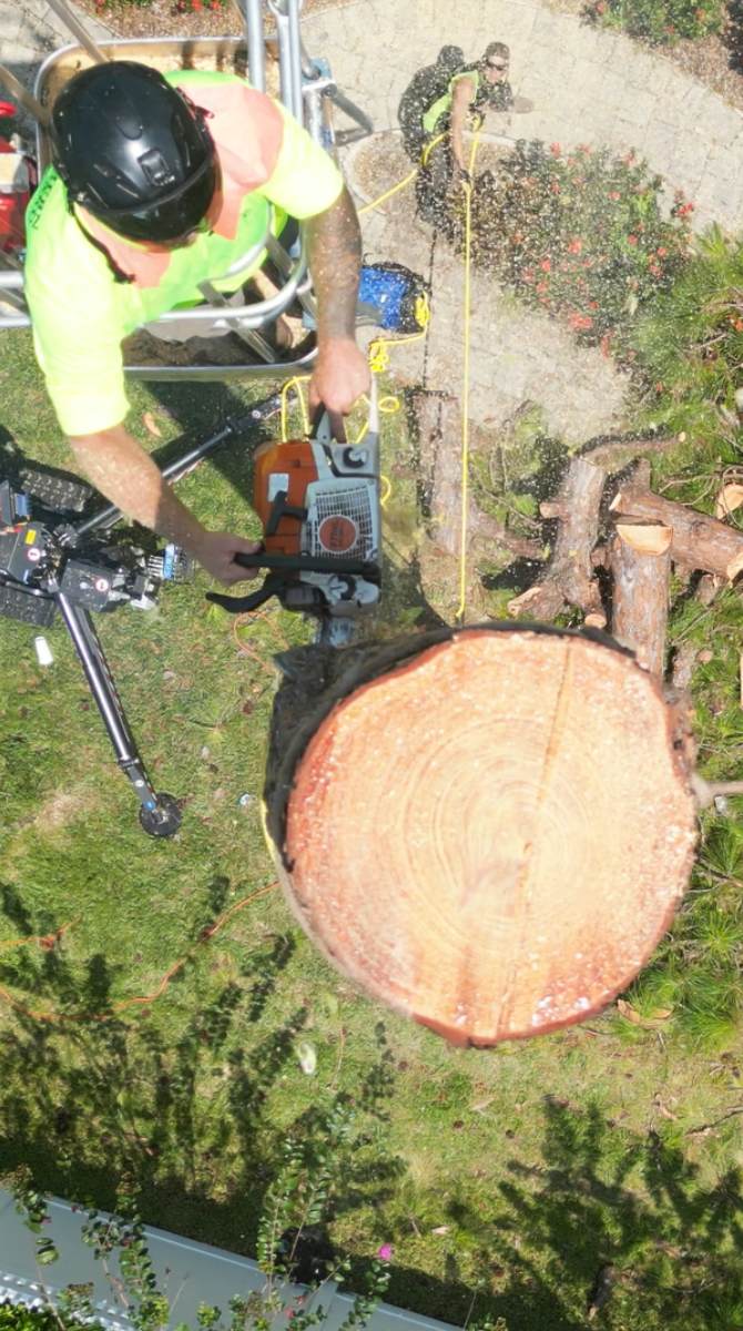 Pine tree removal — Southern Standard Tree Service, Central Florida