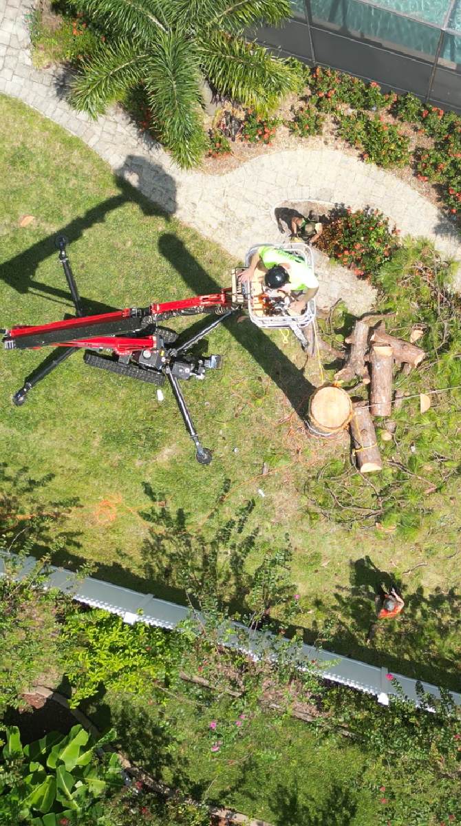 Pine tree removal — Southern Standard Tree Service, Central Florida