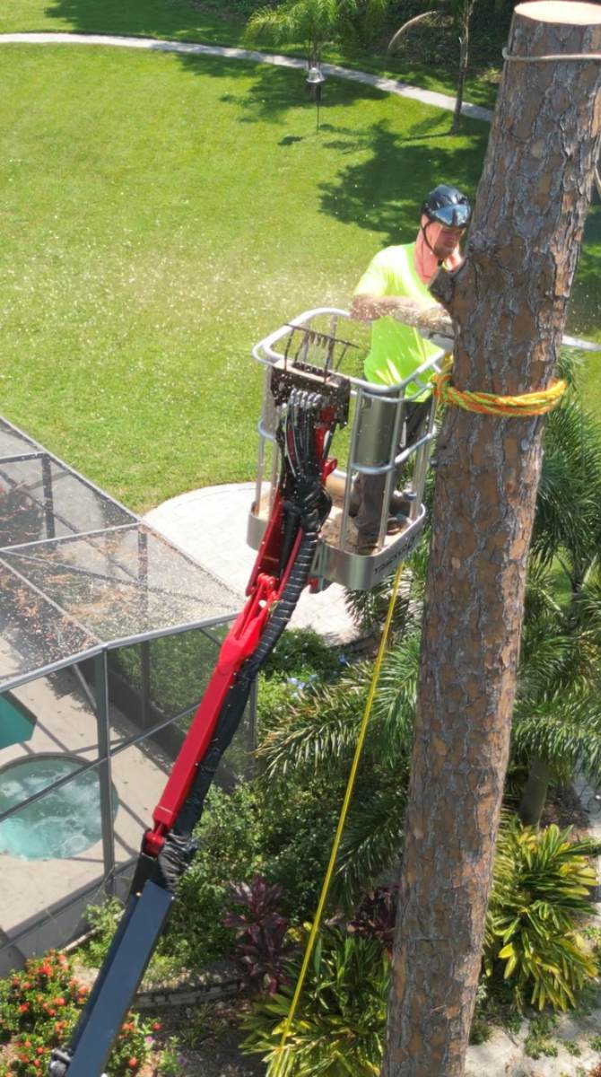 Pine tree removal — Southern Standard Tree Service, Central Florida