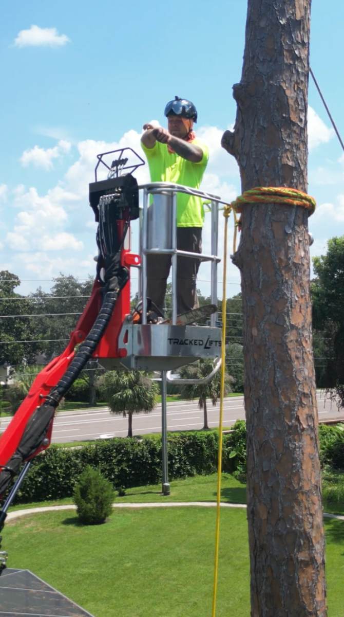Pine tree removal — Southern Standard Tree Service, Central Florida